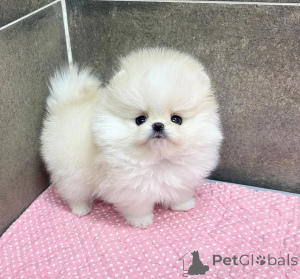 Zdjęcie №3. Weiße Pomeranian-Welpen jetzt verfügbar. Niemcy