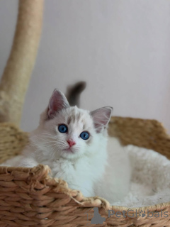 Zdjęcie №1. ragdoll - na sprzedaż w Alavus | 2631zł | Zapowiedź № 169100