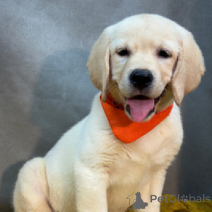 Zdjęcie №3. Eli Labrador Retriever, 12-tygodniowy samiec gotowy do powrotu do domu. Niemcy