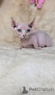 Zdjęcie №1. dwelf - na sprzedaż w Finstervalde | 1674zł | Zapowiedź № 154208