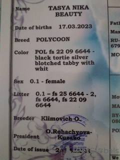 Zdjęcie №2 do zapowiedźy № 54419 na sprzedaż  maine coon - wkupić się Białoruś prywatne ogłoszenie, od żłobka, hodowca
