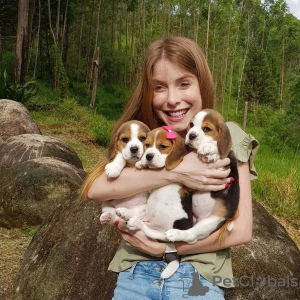 Dodatkowe zdjęcia: Piękne szczenięta rasy beagle