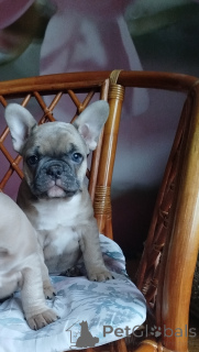 Zdjęcie №3. Śliczne dziewczyny Buldog francuski. Białoruś