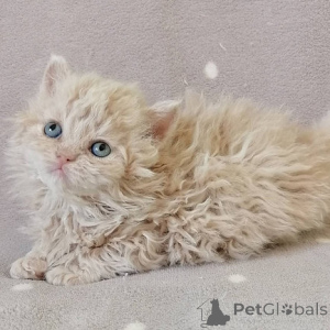 Zdjęcie №1. selkirk rex długowłosy - na sprzedaż w Helsinki | negocjowane | Zapowiedź № 174854