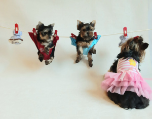 Zdjęcie №4. Sprzedam yorkshire terrier w .  - cena - 1921zł