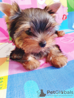 Dodatkowe zdjęcia: Sprzedam samotną suczkę Yorkshire Terrier, z twarzą baby.