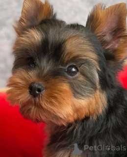 Zdjęcie №4. Sprzedam yorkshire terrier w Chicago. hodowca - cena - 2033zł