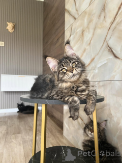 Zdjęcie №2 do zapowiedźy № 169928 na sprzedaż  maine coon - wkupić się Niemcy hodowca