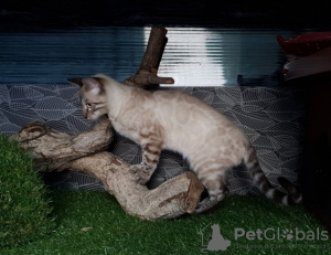 Zdjęcie №2 do zapowiedźy № 7767 na sprzedaż  kot bengalski - wkupić się Federacja Rosyjska od żłobka