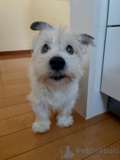 Zdjęcie №1. jack russell terrier - na sprzedaż w Bellinzona | negocjowane | Zapowiedź №171689