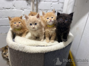 Zdjęcie №1. maine coon - na sprzedaż w Berlin | negocjowane | Zapowiedź № 133838
