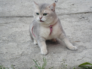 Zdjęcie №4. Sprzedam kot brytyjski krótkowłosy w Kamensk-Uralsky. od żłobka - cena - 484zł