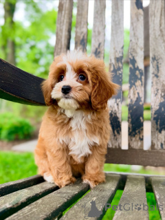Zdjęcie №3. Szczenięta Cavapoo do adopcji Sprawdzone i zaszczepione przez weterynarza. Republika Czeska