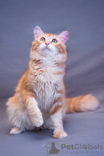 Zdjęcie №3. Prześliczny kot Ryzhik w dobrych rękach. Federacja Rosyjska