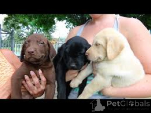 Zdjęcie №3. Labrador retriever Welpen zu verkaufen. Luksemburg