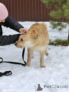 Zdjęcie №4. Sprzedam pies nierasowy w Moskova. prywatne ogłoszenie - cena - Bezpłatny