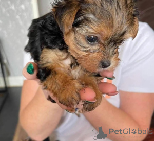 Zdjęcie №1. yorkshire terrier - na sprzedaż w Monachium | negocjowane | Zapowiedź №164223