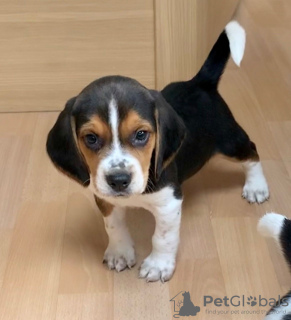 Zdjęcie №1. beagle (rasa psa) - na sprzedaż w Belarus | 3876zł | Zapowiedź №11128