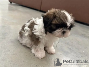 Zdjęcie №1. shih tzu - na sprzedaż w Huwaylat | 1507zł | Zapowiedź №13806