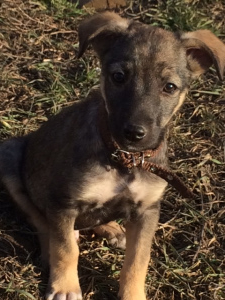 Zdjęcie №3. słodkie szczeniaczki. Ukraina