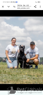 Zdjęcie №2. Usługi krycia cane corso. Cena - negocjowane