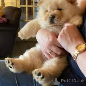 Zdjęcie №3. Szczenięta chow chow. Szwajcaria