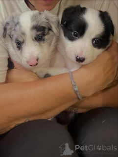 Zdjęcie №2 do zapowiedźy № 171703 na sprzedaż  border collie - wkupić się Belgia prywatne ogłoszenie