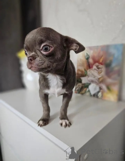 Zdjęcie №3. Szczenięta Chihuahua. Niemcy