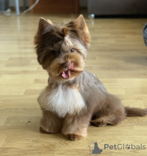 Zdjęcie №3. Kolor York. Czarnogóra