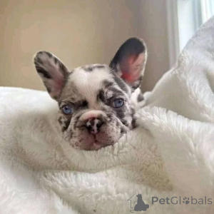 Zdjęcie №4. Sprzedam  w Hamilton.  - cena - 3939zł