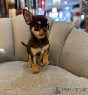 Zdjęcie №3. Domowe szczenięta Chihuahua są już gotowe. Niemcy