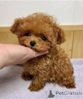 Zdjęcie №2 do zapowiedźy № 135909 na sprzedaż  pudel (zabawka) - wkupić się Niemcy 