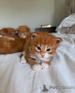 Zdjęcie №1. maine coon - na sprzedaż w Monachium | 1913zł | Zapowiedź № 150609