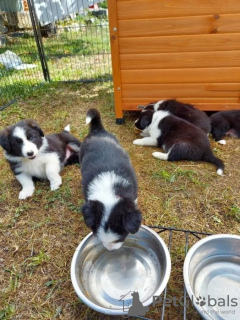 Zdjęcie №1. border collie - na sprzedaż w Flensburg | negocjowane | Zapowiedź №109171