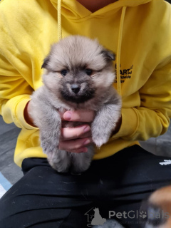 Zdjęcie №2 do zapowiedźy № 164307 na sprzedaż  chihuahua (rasa psów) - wkupić się Niemcy 