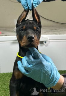 Zdjęcie №4. Sprzedam doberman w Бачка-Паланка. hodowca - cena - negocjowane