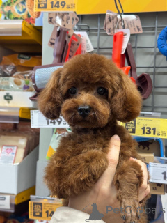 Zdjęcie №3. Pluszowy pudel Chiny. Federacja Rosyjska