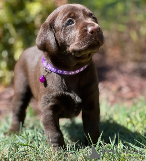 Zdjęcie №3. Labrador-Welpen zum Verkauf bereit. Niemcy