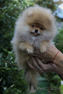 Zdjęcie №3. Pomeranian Spitz. Ukraina