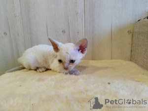 Zdjęcie №1. devon rex - na sprzedaż w Кашира | 773zł | Zapowiedź № 96126