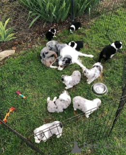 Zdjęcie №1. owczarek australijski - na sprzedaż w Praga | negocjowane | Zapowiedź №157518