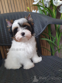 Zdjęcie №2 do zapowiedźy № 174825 na sprzedaż  yorkshire terrier biewer - wkupić się Gruzja prywatne ogłoszenie, od żłobka, hodowca