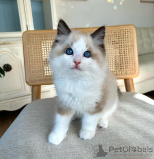 Zdjęcie №1. ragdoll - na sprzedaż w Atlanta | 1030zł | Zapowiedź № 105105