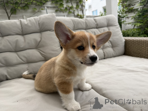 Zdjęcie №2 do zapowiedźy № 168788 na sprzedaż  welsh corgi - wkupić się Polska hodowca