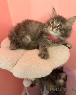 Zdjęcie №3. Maine-Coon-Kätzchen. Niemcy