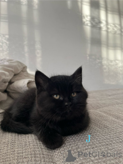 Zdjęcie №2 do zapowiedźy № 160106 na sprzedaż  kot brytyjski krótkowłosy - wkupić się Niemcy prywatne ogłoszenie