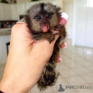 Zdjęcie №2 do zapowiedźy № 161697 na sprzedaż   - wkupić się Ukraina 