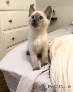 Zdjęcie №1. kot syjamski - na sprzedaż w Alingsq | 3348zł | Zapowiedź № 162969