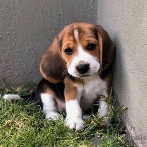 Dodatkowe zdjęcia: Sprzedam piękne szczenięta rasy beagle.