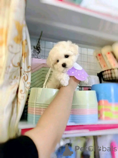 Zdjęcie №2 do zapowiedźy № 138638 na sprzedaż  bichon frise - wkupić się USA hodowca